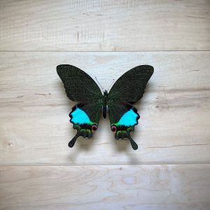Scientific spread variation of Jungle Jade Swallowtail Papilio, karna karna