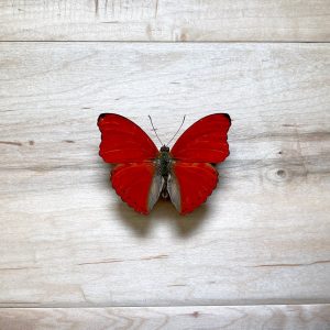 Blood-Red Glider, Cymothoe, sangaris