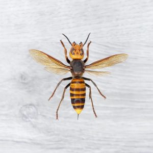 Asian Giant Hornet / Murder Hornet - Vespa, mandarinia, japonica